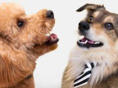 Aquí puede vacunar contra la rabia a sus mascotas en Madrid