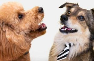 Aquí puede vacunar contra la rabia a sus mascotas en Madrid