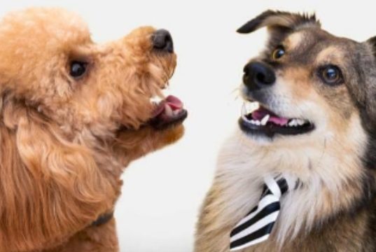 Aquí puede vacunar contra la rabia a sus mascotas en Madrid
