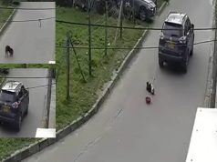 Conductor arrolla a un perrito y huye: comunidad exige justicia