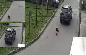 Conductor arrolla a un perrito y huye: comunidad exige justicia