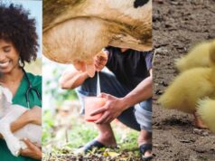 En Mosquera, el campo crece con apoyo real