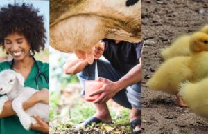 En Mosquera, el campo crece con apoyo real