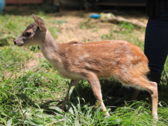 Rescatan cría de venado en Cundinamarca gracias al llamado ciudadano