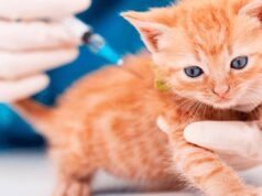 Mosquera anuncia Jornadas de Bienestar Animal