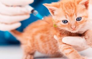 Mosquera anuncia Jornadas de Bienestar Animal