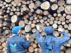 Autoridades imponen medida preventiva a empresa maderera