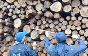 Autoridades imponen medida preventiva a empresa maderera