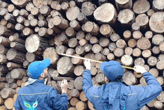 Autoridades imponen medida preventiva a empresa maderera