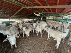 Finca El Silencio: 20 años de ganadería sostenible