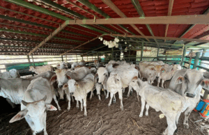 Finca El Silencio: 20 años de ganadería sostenible