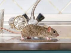 Facatativá refuerza jornadas de control de plagas y roedores