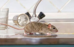 Facatativá refuerza jornadas de control de plagas y roedores