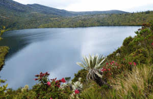 Chingaza: el paraíso natural que protege el agua de millones de colombianos