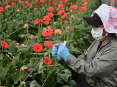 Atraco a floricultoras genera preocupación en Madrid