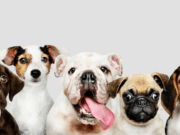 “Gira de Bienestar Animal” recorrerá 12 municipios de Cundinamarca