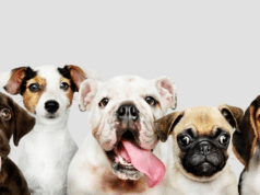 “Gira de Bienestar Animal” recorrerá 12 municipios de Cundinamarca