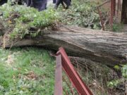 Tragedia enluta a Mosquera: trabajador muere durante remoción de árboles