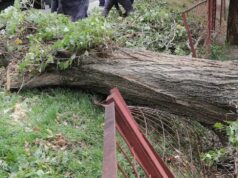 Tragedia enluta a Mosquera: trabajador muere durante remoción de árboles