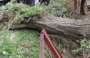 Tragedia enluta a Mosquera: trabajador muere durante remoción de árboles