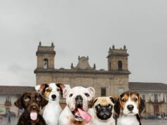 Facatativá implementa la Ley Ángel contra el maltrato animal