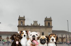 Facatativá implementa la Ley Ángel contra el maltrato animal