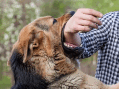 Comunidad alerta por ataques de manada de perros en La Vega
