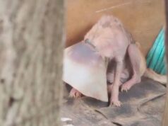 Vecinos denuncian posible caso de maltrato animal en Facatativá