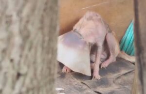 Vecinos denuncian posible caso de maltrato animal en Facatativá