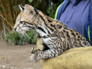 La CAR rescata y rehabilita ocelote encontrado en Fusagasugá