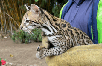 La CAR rescata y rehabilita ocelote encontrado en Fusagasugá