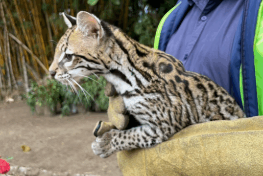 La CAR rescata y rehabilita ocelote encontrado en Fusagasugá