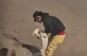 Crueldad que indigna a Madrid: hombre golpea a un perrito en plena calle