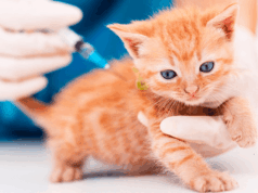 Gran jornada gratuita de esterilización en Mosquera