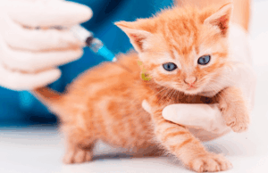 Gran jornada gratuita de esterilización en Mosquera