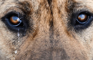 Perrita sufrió de abuso sexual en Cundinamarca