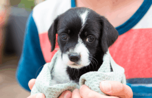 Ellos esperan un milagro: Mosquera impulsa la adopción animal