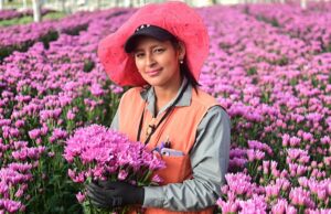 En Cundinamarca: decisión de Ecuador amenaza con hundir la floricultura