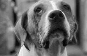 Protección animal será parte de la formación escolar en Colombia