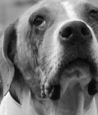 Protección animal será parte de la formación escolar en Colombia