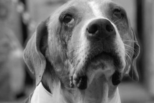 Protección animal será parte de la formación escolar en Colombia