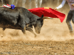 ¿Vuelven las corridas a Madrid? Esto respondió la Alcaldía