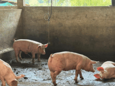 CAR frena grave contaminación por malas prácticas porcinas