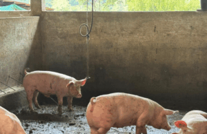 CAR frena grave contaminación por malas prácticas porcinas