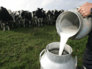 Cundinamarca se consolida como potencia lechera y fortalece la economía rural