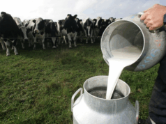 Cundinamarca se consolida como potencia lechera y fortalece la economía rural