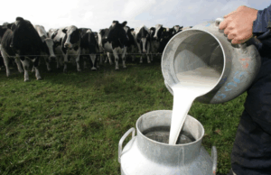 Cundinamarca se consolida como potencia lechera y fortalece la economía rural