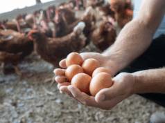 Caída del precio del huevo deja millonarias pérdidas en Cundinamarca