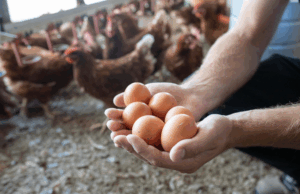 Caída del precio del huevo deja millonarias pérdidas en Cundinamarca