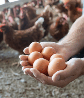 Caída del precio del huevo deja millonarias pérdidas en Cundinamarca